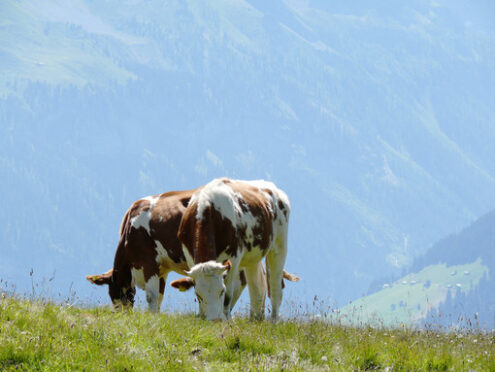 Cows grazing on a green hill. Mucche. Foto animali. Animal photos