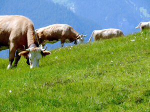 Cows grazing on a green hill. Foto animali. Animal photos. Mucche