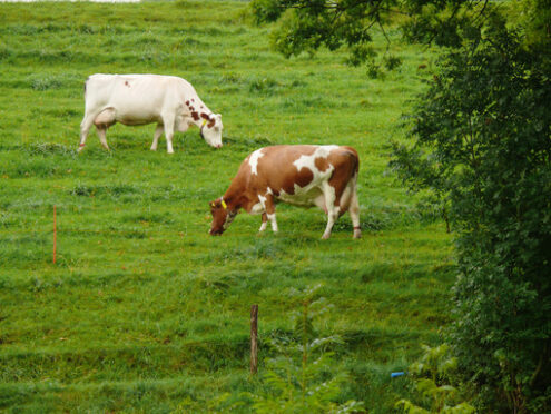 Cows grazing on a green hill. Foto animali. Animal photos - MyVideoimage.com