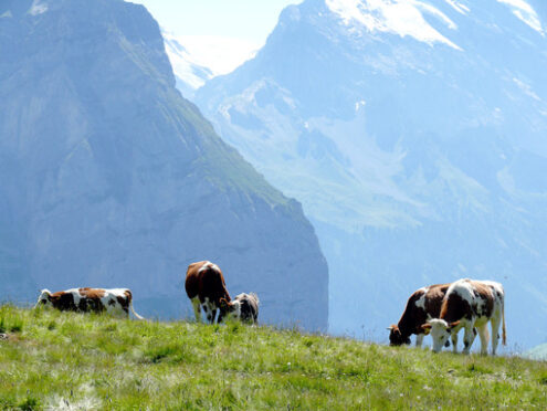 Cows grazing on a green hill. MUcche, foto animali. Animal photos - MyVideoimage.com