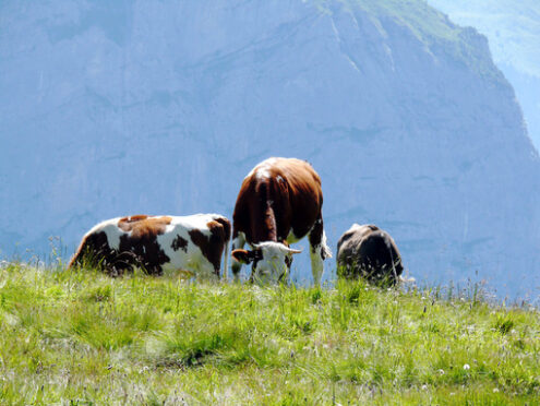 Cows grazing on a green hill. Mucche, foto animali. Animal photos - MyVideoimage.com