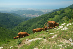 Cows on the mountains. Grazing cows in the mountains of Tuscany. Stock photos. - MyVideoimage.com | Foto stock & Video footage