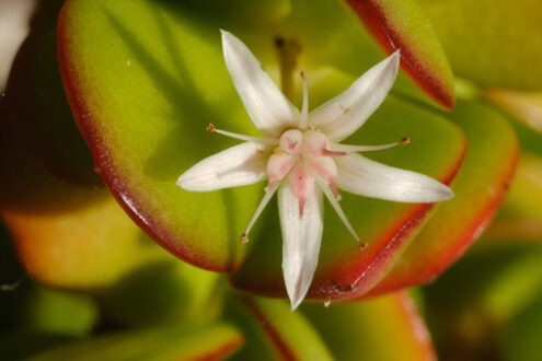 Crassula Ovata, fiori. White and pink flowers of the succulent plant. - MyVideoimage.com | Foto stock & Video footage