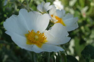 Crumpled flowers of Cistus. Macro with white cistus flowers in a Ligurian garden. Flowering with roses typical of the Mediterranean climate with petals. - MyVideoimage.com | Foto stock & Video footage