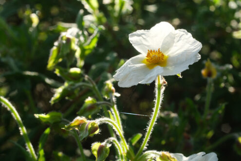 Crumpled. Macro shot of flowering with small plant roses typical of the Mediterranean garden with crumpled petals. - MyVideoimage.com | Foto stock & Video footage