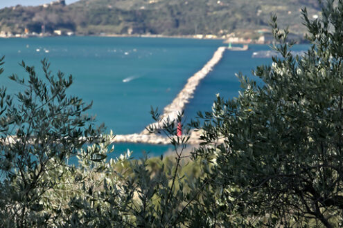 Cultivation of olive trees. Olive grove and garden with sea view. - MyVideoimage.com | Foto stock & Video footage