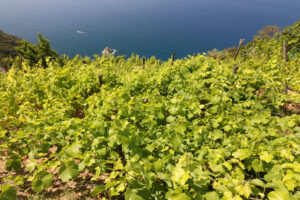 Cultivation of vines on the hills of the Cinque Terre. - MyVideoimage.com | Foto stock & Video footage