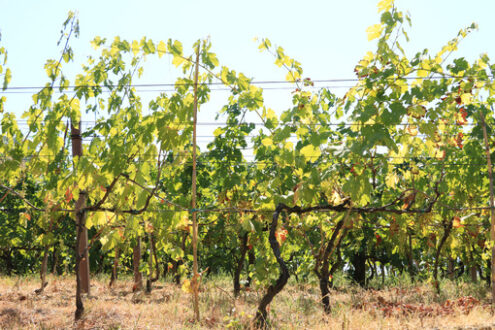 Cultivation of vines on the island of Ischia. The vineyards cult - MyVideoimage.com