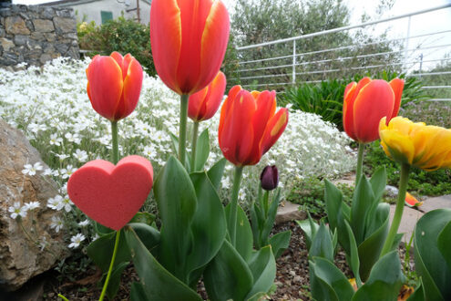 Cuore rosso. Red heart in foam in the shape of a flower. Garden with tulip flowers and white cerastium with a heart symbolizing love. - MyVideoimage.com | Foto stock & Video footage