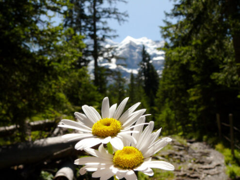 Daisies in bloom with mountains background. - MyVideoimage.com