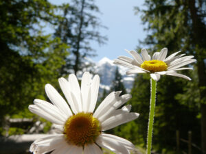 Daisies in bloom with mountains background. - MyVideoimage.com