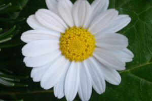 Daisy flower close up. Close up photo of daisy flower.  Stock photos. - MyVideoimage.com | Foto stock & Video footage