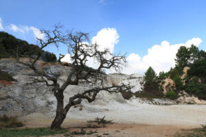 Dead oak tree in geothermal field in the town of Monterotondo. Geothermal energy in Tuscany on the metalliferous hills near Larderello. - MyVideoimage.com