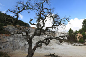 Dead oak tree in geothermal field in the town of Monterotondo. Geothermal energy in Tuscany on the metalliferous hills near Larderello. - MyVideoimage.com