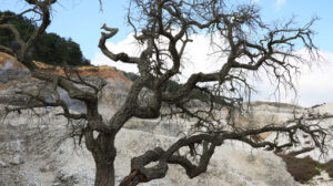 Dead oak tree in geothermal field in the town of Monterotondo. Geothermal energy in Tuscany on the metalliferous hills near Larderello. - MyVideoimage.com