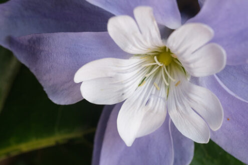 Decorazione floreale. Floral decoration with cerastium and purple periwinkle. Foto stock royalty free. - MyVideoimage.com | Foto stock & Video footage