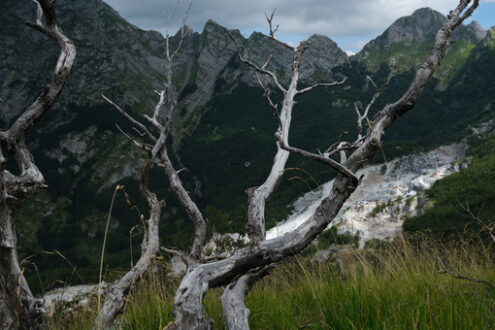 Destruction of the environment. Dry branches of a tree and the mountains destroyed by the marble quarries. Stock photos. - MyVideoimage.com | Foto stock & Video footage