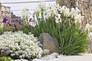 Dimorphoteca pluvialis flowers. White irises in mediterranean garden. - MyVideoimage.com | Foto stock & Video footage