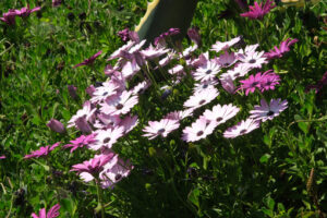 Dimorphotheca pluvialis. Mediterranean garden with  African daisy flowers (Dimorphotheca pluvialis). - MyVideoimage.com | Foto stock & Video footage