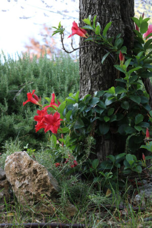 Dipladena Climbing plant Red flowers of a dipladenia climbing plant in a Mediterranean garden. Background with rosemary plant and olive tree. - MyVideoimage.com | Foto stock & Video footage