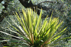 Dracaena. Garden plant with leaves blowing in the wind. Plants in spring in a Mediterranean garden. - MyVideoimage.com | Foto stock & Video footage