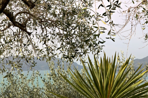 Dracena in a garden. Garden on the Ligurian Sea near the Cinque Terre - MyVideoimage.com | Foto stock & Video footage