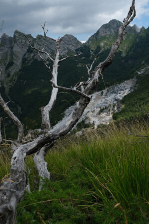 Dry branches. Dry branches of a tree and the mountains destroyed by the marble quarries. Stock photos. - MyVideoimage.com | Foto stock & Video footage