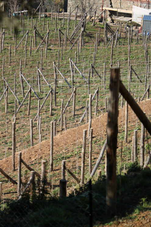 Dry stone walls. Vine cultivation on the hills with dry stone walls in the Cinque Terre. - MyVideoimage.com | Foto stock & Video footage