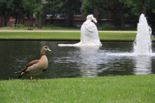 Ducks in a city park in Amsterdam. In the background a pond with - MyVideoimage.com