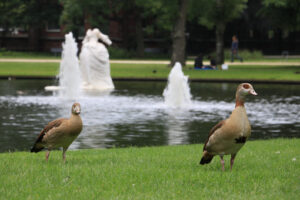 Ducks in a city park in Amsterdam. In the background a pond with - MyVideoimage.com