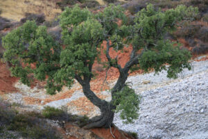 Dwarf cork oak at the Parco delle Biancane. Geothermal park with iron red colored rocks. Monterotondo Marittimo, near Larderello, Tuscany - MyVideoimage.com