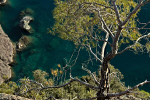 Dwarf plants. Bonassola, near Cinque Terre. A small pine plant on the sea cliffs - MyVideoimage.com | Foto stock & Video footage