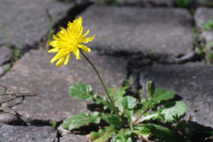 Edible plant Dandelion. Spring flowering of dandelion. Edible plant. Dandelion plant with yellow flower grown a paving of  porphyry. - MyVideoimage.com | Foto stock & Video footage