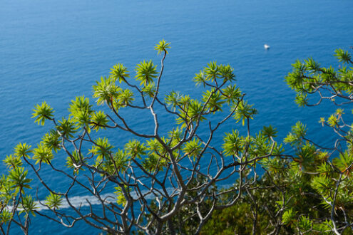 Euforbia pianta mediterranea. Le montagne sul mare nei pressi delle Cinque Terre ospitano una ricca vegetazione mediterranea. - MyVideoimage.com | Foto stock & Video footage