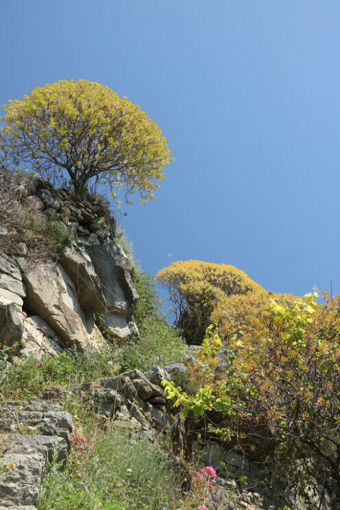 Euphorbia. Hills of the Cinque Terre with typical Mediterranean vegetation. Euphorbia. - MyVideoimage.com | Foto stock & Video footage