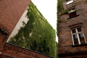 Facade of a palace in Berlin covered with the green af a climbin - MyVideoimage.com