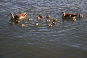 Family of ducks. Family of ducks. Two adults and many small chicks swim on the wa - MyVideoimage.com | Foto stock & Video footage