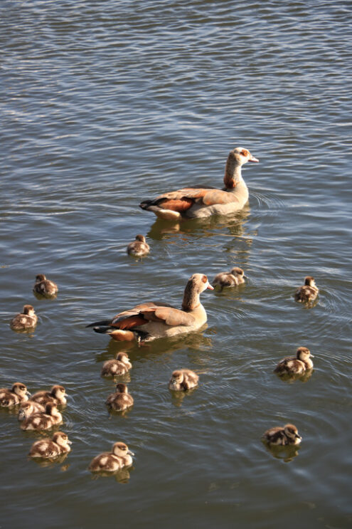 Ducks with chicks. Family of ducks. Two adults and many small chicks swim on the wa