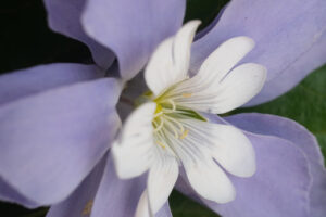 Fantasia di fiori. Floral decoration with cerastium and purple periwinkle. Foto stock royalty free. - MyVideoimage.com | Foto stock & Video footage