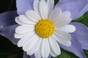 Fantasy flower. Floral decoration with daisy and purple periwinkle. Stock photos. - MyVideoimage.com | Foto stock & Video footage