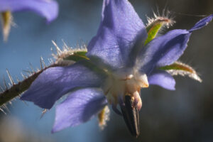 Fiore blu di Borragine. Blue borage flower in spring. Macro photography of borage. Foto e immagini di fiori. - MyVideoimage.com | Foto stock & Video footage