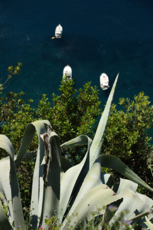 Fiore di Agave sul mare su un sentiero delle Cinque Terre. Sullo sfondo le barche nel mare blu. - MyVideoimage.com | Foto stock & Video footage