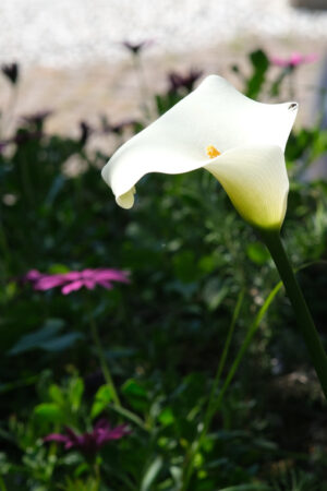 Fiore di Calla. Bellissimo fiore bianco di una calla. - MyVideoimage.com | Foto stock & Video footage