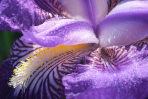 Fiore di Iris. Macrofoto di splendida fioritura primaverile. - MyVideoimage.com | Foto stock & Video footage