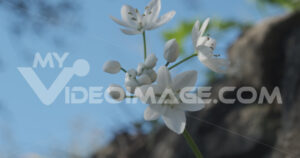 Fiori aglio video stock royalty free. Wild garlic flower blossom, white color.  Video footage.