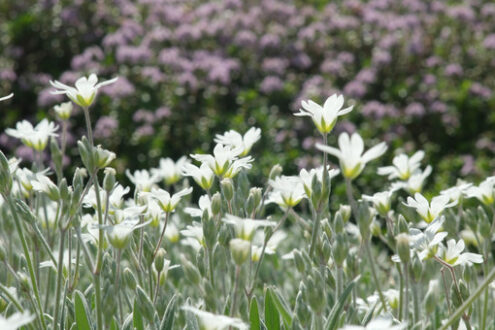 Fiori bianchi di Cerastium in un giardino italiano della Liguria - MyVideoimage.com | Foto stock & Video footage