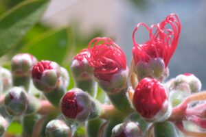 Fiori di Callistemon. Spighe di fiori rossi in primavera. - MyVideoimage.com | Foto stock & Video footage