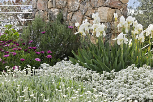 Fiori di Cerastium tomentosum, margherita africana (Dimorphoteca pluvialis), Iberis e Iris. - MyVideoimage.com | Foto stock & Video footage