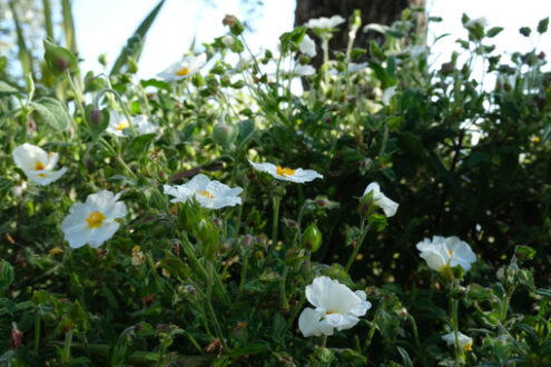 Fiori di Cisto. Fioritura di rose bianche tipiche del clima mediterraneo. - MyVideoimage.com | Foto stock & Video footage