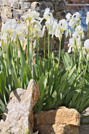 Fiori di Iris in un giardino mediterraneo di Liguria. - MyVideoimage.com | Foto stock & Video footage